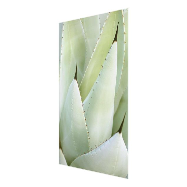 decoração quadros Aloe
