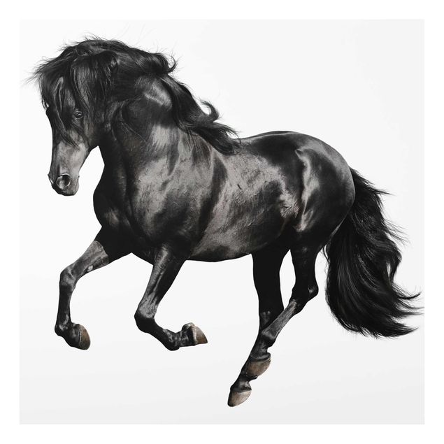 quadros em preto e branco Arabian Stallion