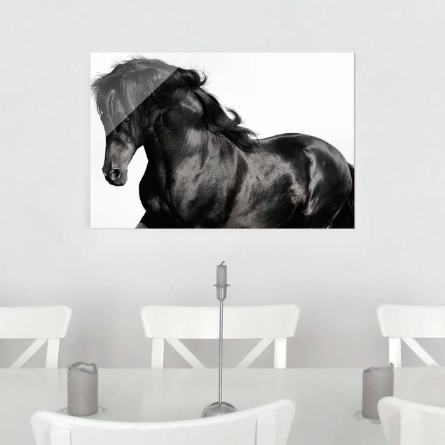 Quadros em vidro em preto e branco Arabian Stallion
