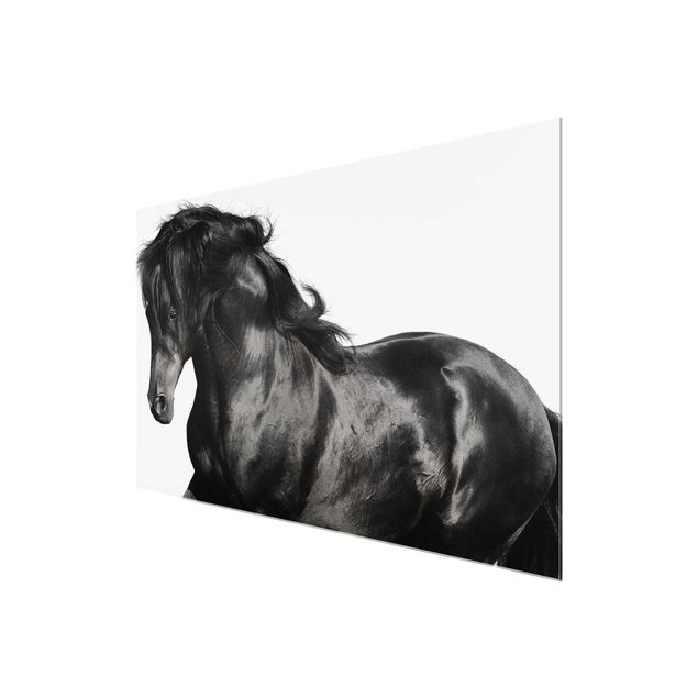 quadros para parede Arabian Stallion