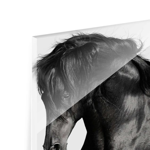 quadro em vidro Arabian Stallion
