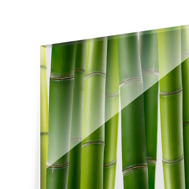 Quadros decorativos Bamboo Plants