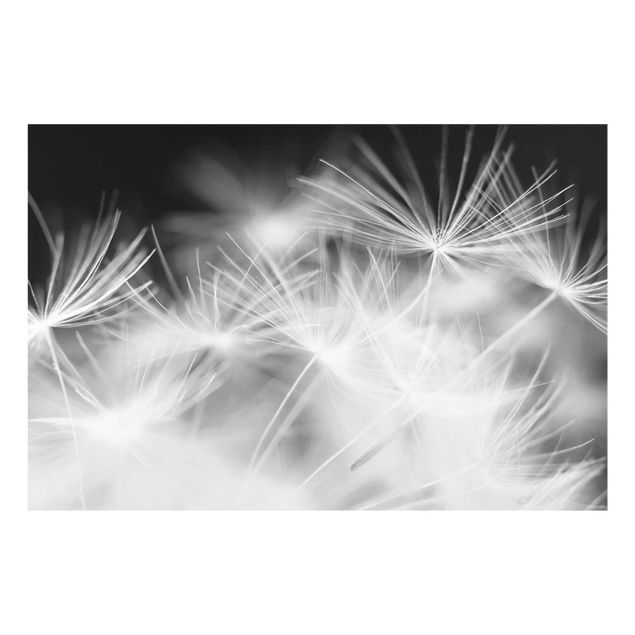 Quadros em vidro em preto e branco Moving Dandelions Close Up On Black Background