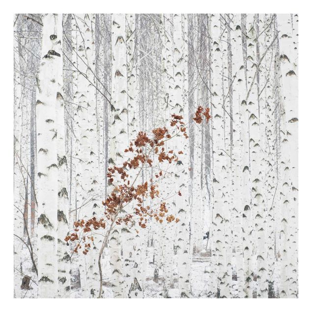 Quadros em vidro paisagens Birch Trees In Autumn