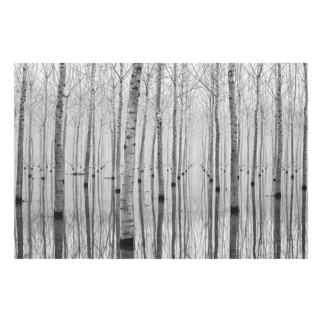 Quadros em vidro paisagens Birches In November