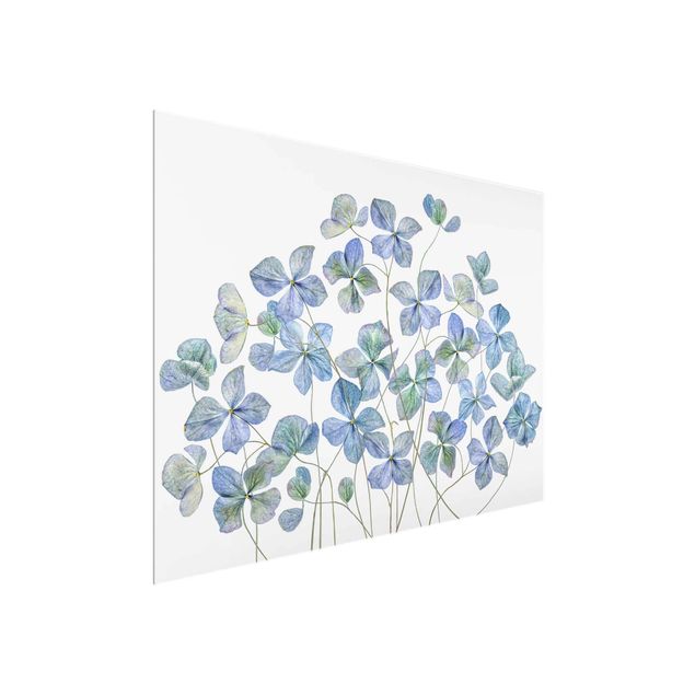 quadros flores Blue Hydrangea Flowers