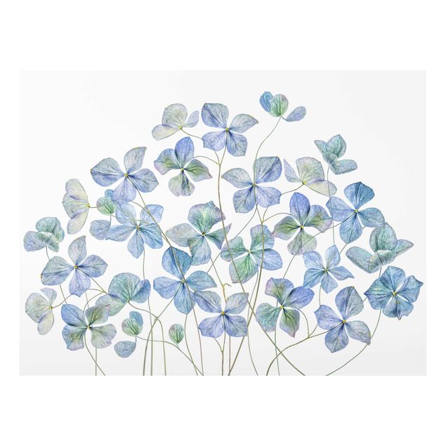 quadros azuis Blue Hydrangea Flowers