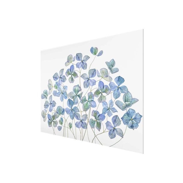 quadros para parede Blue Hydrangea Flowers