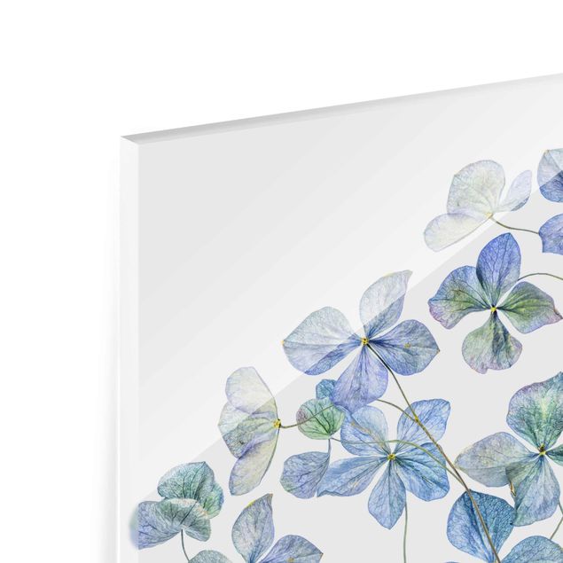 quadro em vidro Blue Hydrangea Flowers
