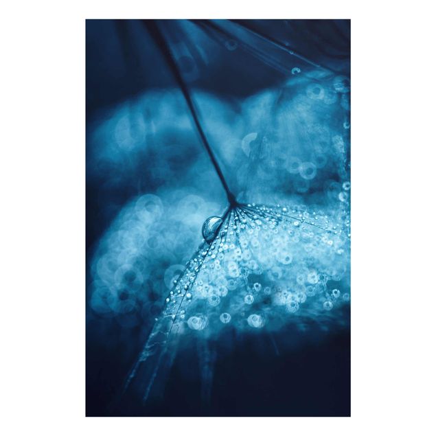quadro com flores Blue Dandelion In The Rain
