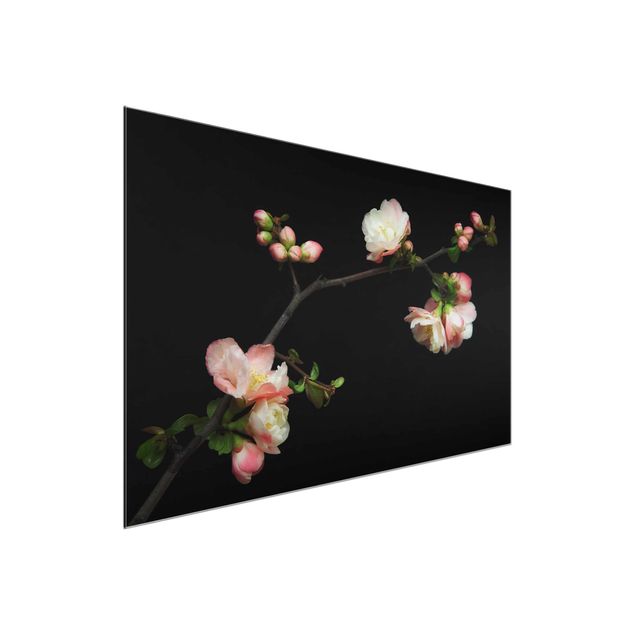 quadros flores Blossoming Branch Apple Tree