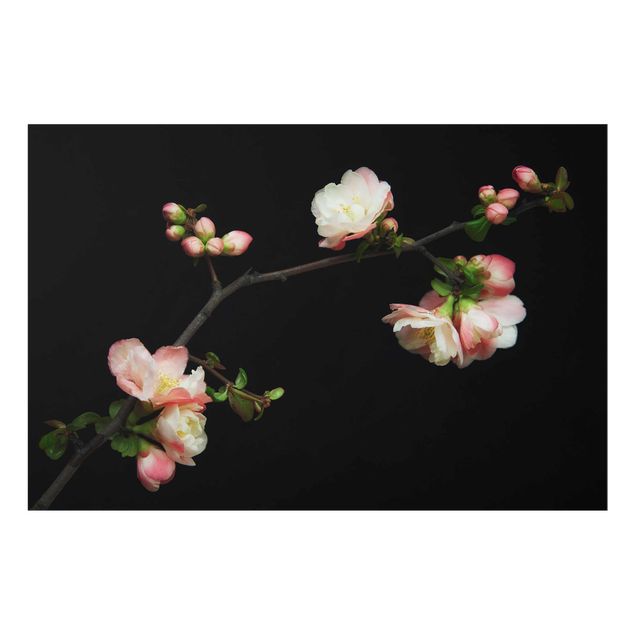 quadros para parede Blossoming Branch Apple Tree