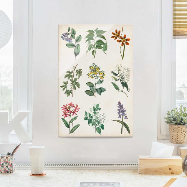 Quadros em vidro flores Botanical Poster I