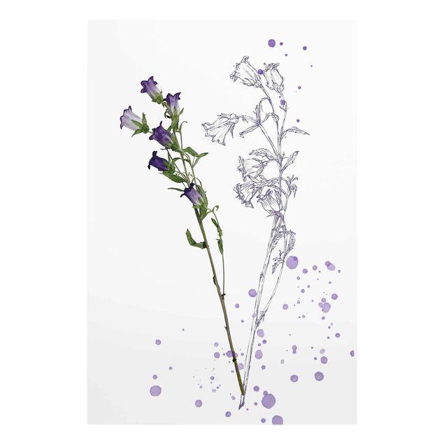 decoração quadros Botanical Watercolour - Bellflower