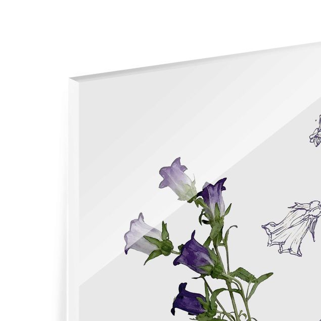 Quadros em vidro Botanical Watercolour - Bellflower