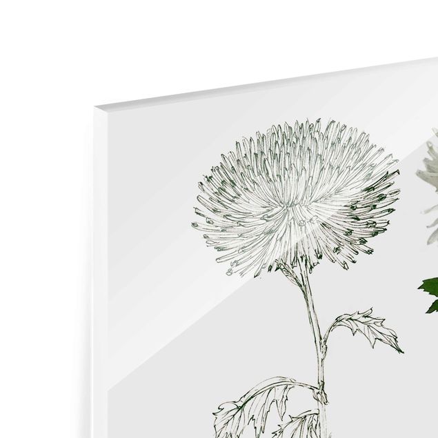 quadro de vidro Botanical Watercolour - Dandelion