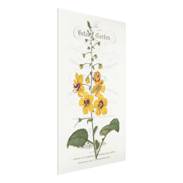quadros flores Botanical Tableau - Mullein