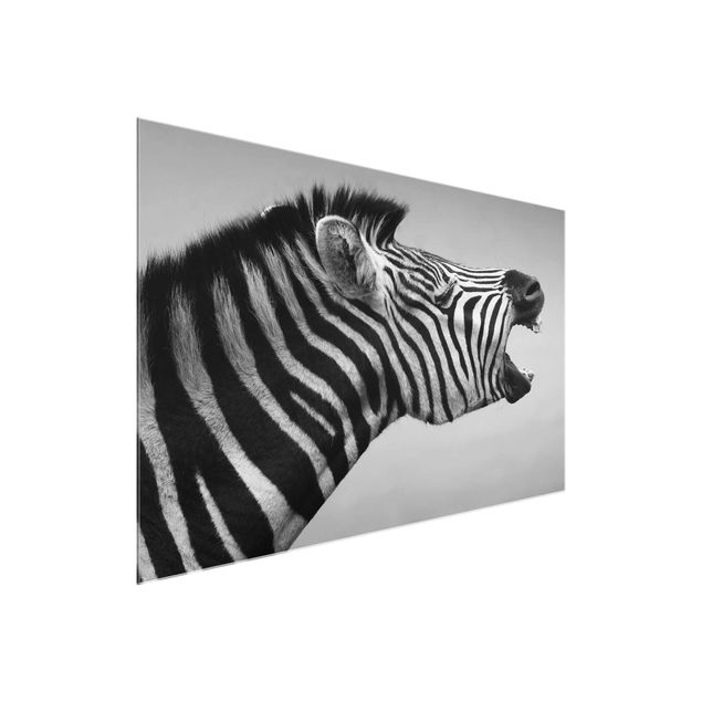 Quadros em vidro animais Roaring Zebra ll