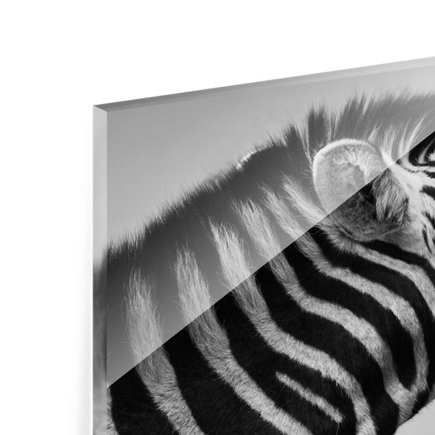 quadro de vidro Roaring Zebra ll