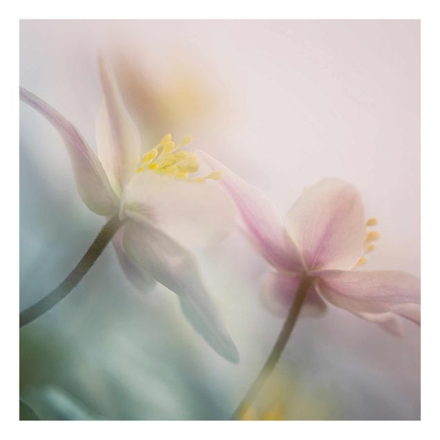 Quadros em lilás Wood anemone