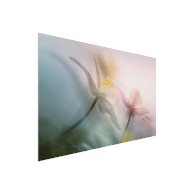 quadros de flores Wood anemone
