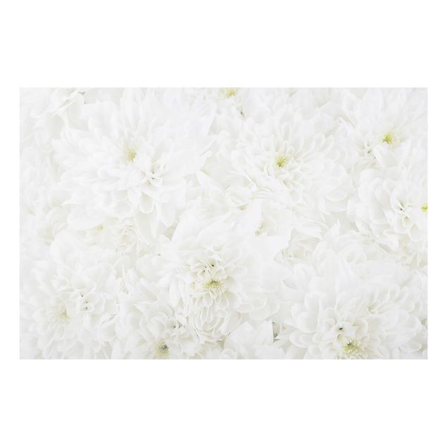 quadro com flores Dahlias Sea Of Flowers White