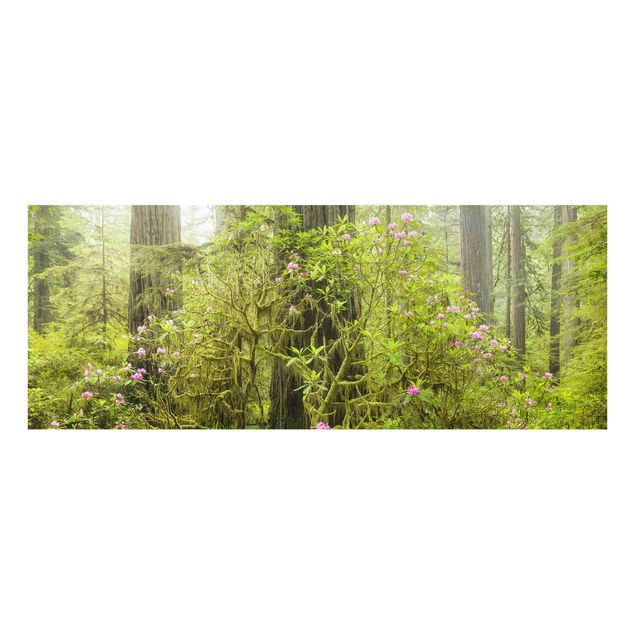quadro da natureza Del Norte Coast Redwoods State Park California