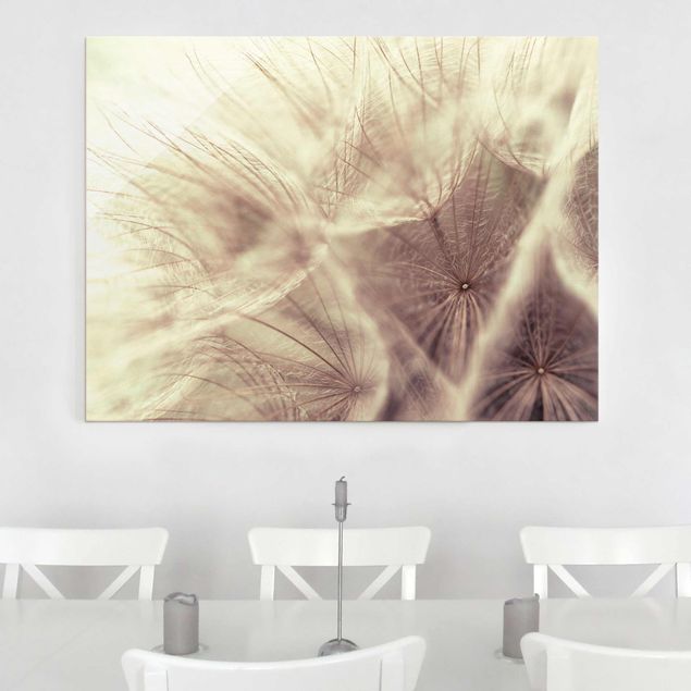 Quadros em vidro flores Detailed Dandelion Macro Shot With Vintage Blur Effect