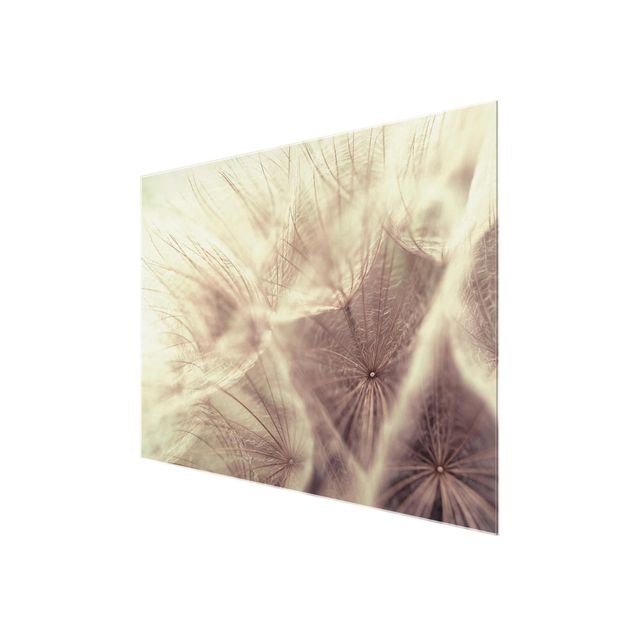 decoração quadros Detailed Dandelion Macro Shot With Vintage Blur Effect