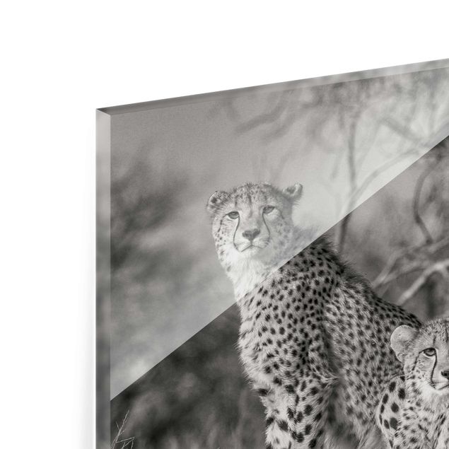 quadro em vidro Three Cheetahs