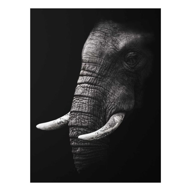 Quadros em vidro paisagens Dark Elephant Portrait