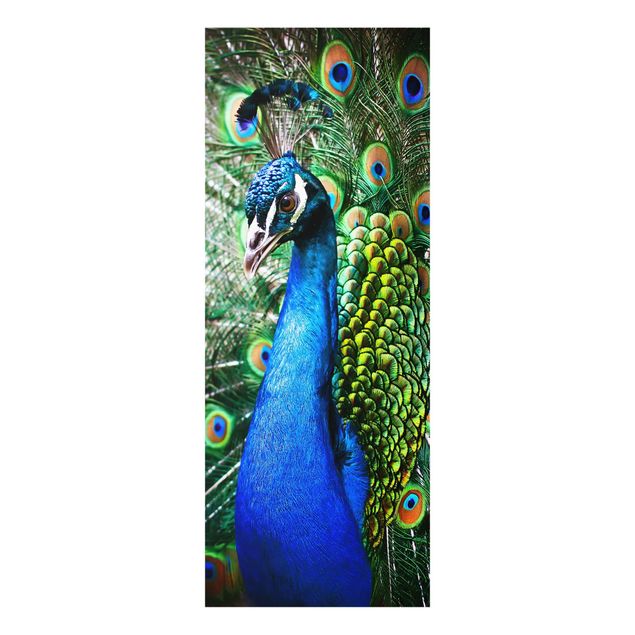 quadro azul Noble Peacock