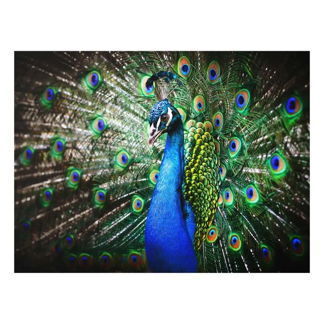quadro azul Noble Peacock