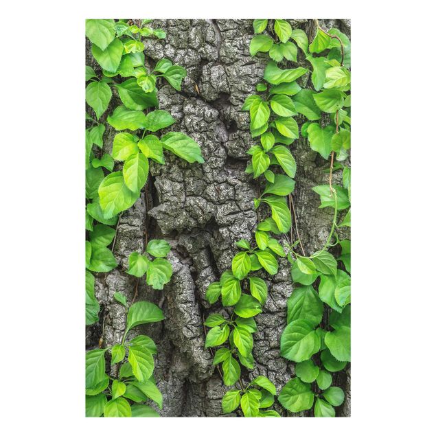 Quadros florais Ivy Tendrils Tree Bark