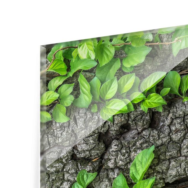quadros para parede Ivy Tendrils Tree Bark