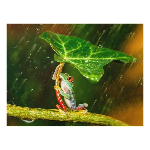 Quadros verdes Frog In The Rain