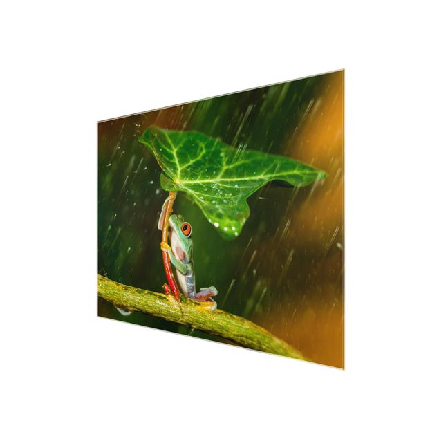 Quadros decorativos Frog In The Rain
