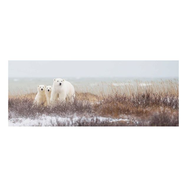 Quadros animais Polar Bear And Her Cubs