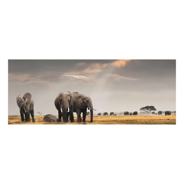 Quadros em vidro animais Elephants in the Savannah