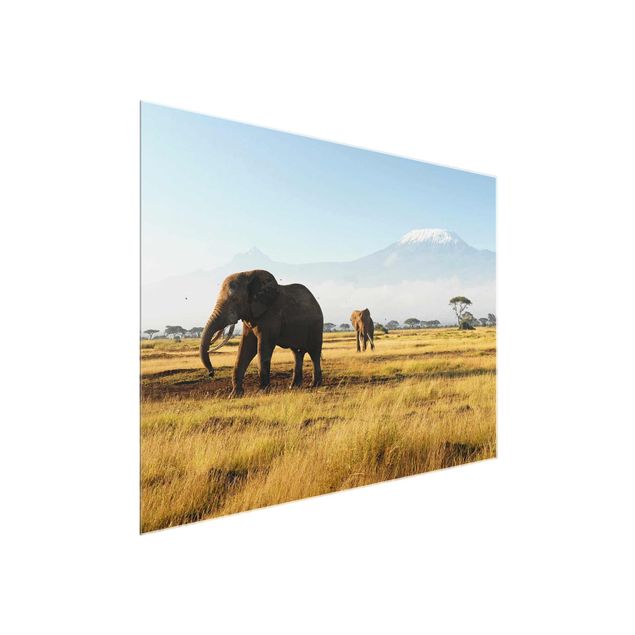 Quadros em vidro paisagens Elephants In Front Of The Kilimanjaro In Kenya