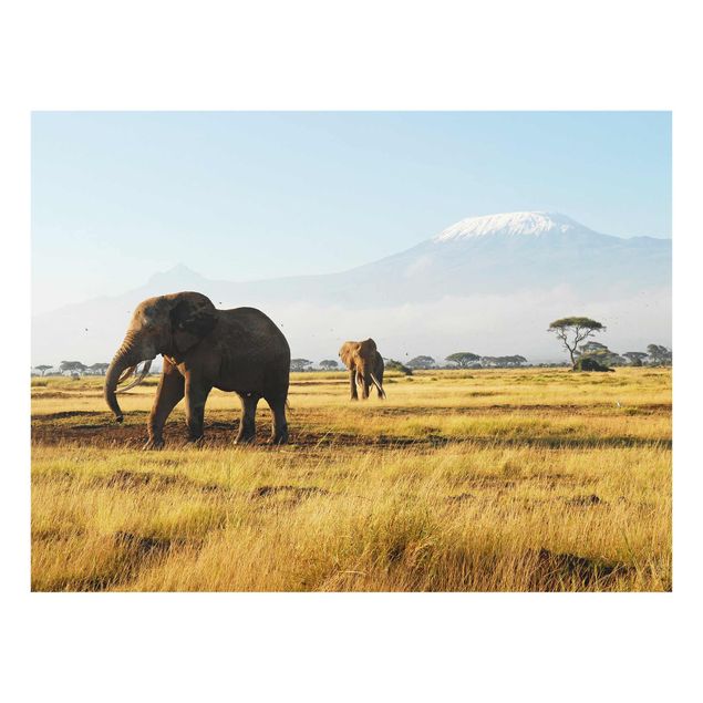 Quadros em vidro animais Elephants In Front Of The Kilimanjaro In Kenya
