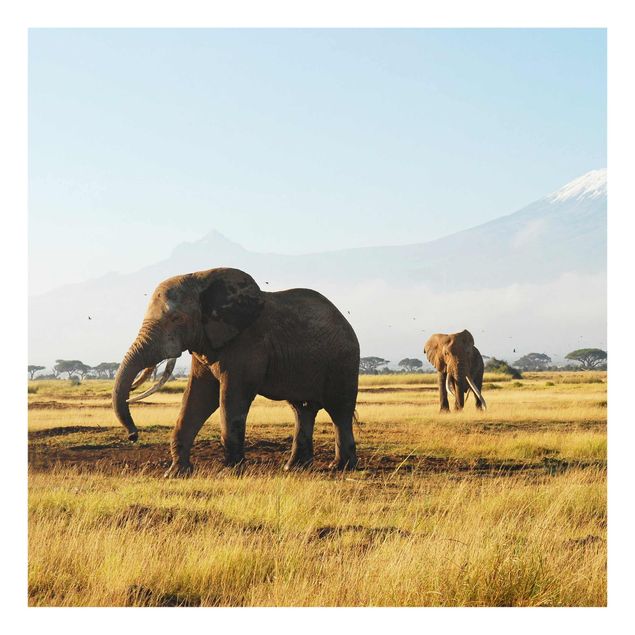 Quadros em vidro animais Elephants In Front Of The Kilimanjaro In Kenya