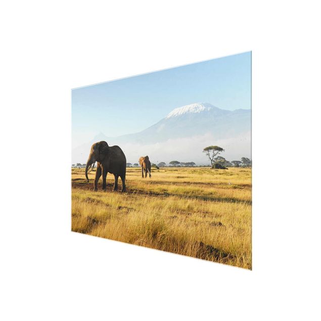Quadros em vidro paisagens Elephants In Front Of The Kilimanjaro In Kenya