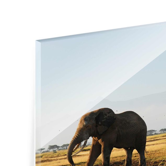 quadro de vidro Elephants In Front Of The Kilimanjaro In Kenya