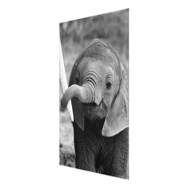 quadros preto e branco para decoração Baby Elephant
