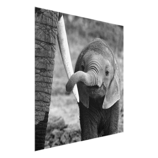 Quadros em vidro animais Baby Elephant