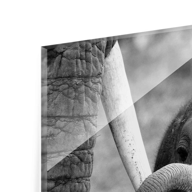 decoração quadros Baby Elephant