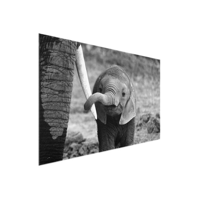 Quadros em vidro animais Baby Elephant