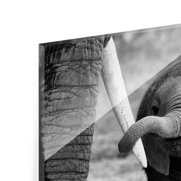 decoração quadros Baby Elephant