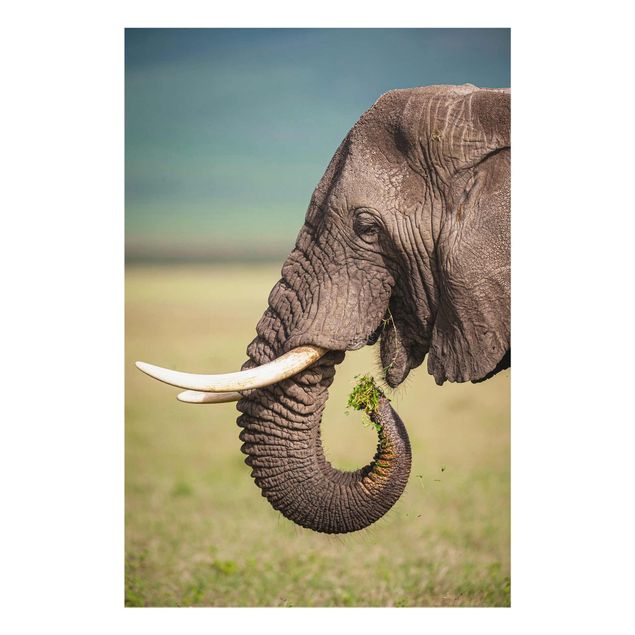 quadros modernos para quarto de casal Feeding Elephants In Africa